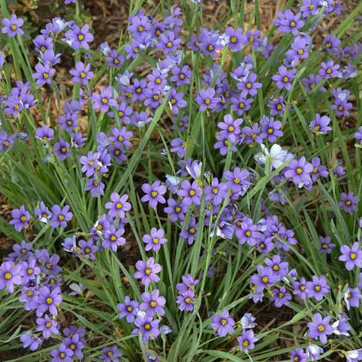 Sisyrinchium angustifolium 'Lucerne', Blue-Eyed Grass 'Lucerne', Grass Flower 'Lucerne', perennial plants, long-lasting flowers, Blue Flowers, Ground Covers